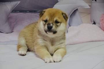 柴犬(豆柴)【茨城県・男の子・2021年10月24日・赤色】の写真「🤓狸型顔、口短い、顔の色分けはっきり。」