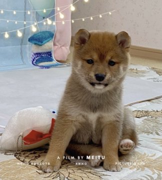 柴犬(豆柴)【茨城県・女の子・2021年10月25日・胡麻】の写真「🤓珍しい胡麻色、狸型顔、体構成最高⭐️⭐️⭐️⭐️」