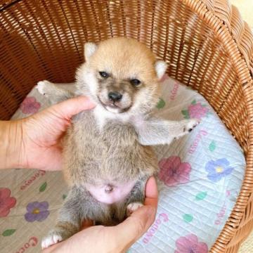 柴犬(豆柴)【茨城県・男の子・2022年5月21日・赤色】の写真「🤓狸型顔、バランス良い⭐️⭐️⭐️⭐️⭐️」