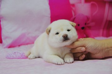 柴犬(豆柴)【茨城県・女の子・2021年10月24日・白色】の写真「🤓高品質にこだわりのお客様限定。」