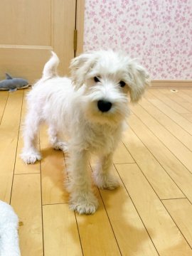 ミニチュアシュナウザー【茨城県・男の子・2022年1月9日・白】の写真「🤓綺麗な色と体のバランス」
