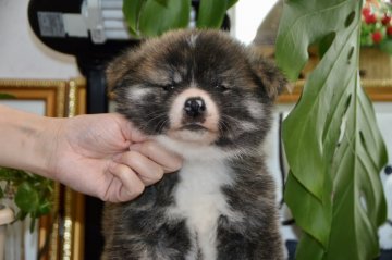 秋田犬【茨城県・男の子・2020年2月25日・虎柄】の写真「💕体が大きく、骨太くて、綺麗な虎柄👍」