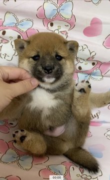 柴犬(豆柴)【茨城県・男の子・2021年2月10日・赤色】の写真「🥰とても元気な男の子」
