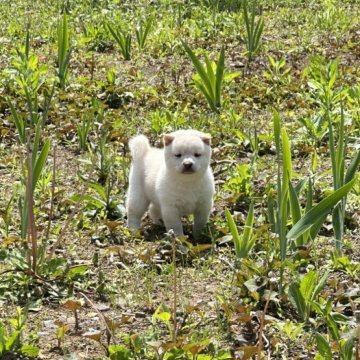 柴犬(豆柴)【茨城県・男の子・2023年2月28日・白色】の写真「狸顔、体バランス良い☺️」