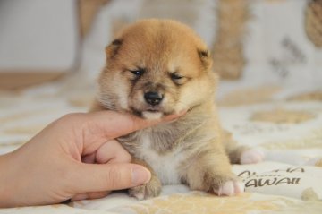柴犬(豆柴)【茨城県・女の子・2021年9月22日・赤色】の写真「🤓狸型顔、豆柴より小さい😂」
