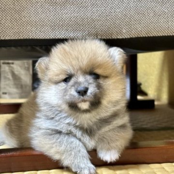 (ポメラニアン&豆柴)ポメ豆【茨城県・女の子・2023年4月22日・赤】の写真「😄体が小さい、毛のボリューム良い」