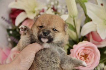 柴犬(豆柴)【茨城県・女の子・2020年5月15日・赤色】の写真「😁💕小さな十五代目豆柴、狸顔、綺麗な色です❤️」