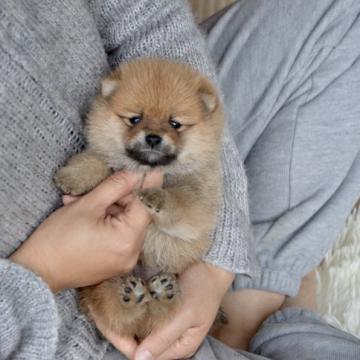 ポメラニアン×豆柴【茨城県・女の子・2022年10月28日・赤】の写真「🤓毛並み良い、顔が可愛い」