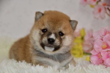 柴犬(豆柴)【茨城県・男の子・2021年3月25日・赤色】の写真「🥰綺麗な顔と大きな目」