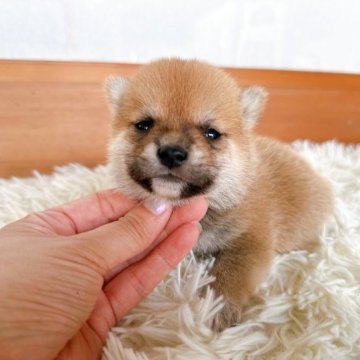 柴犬(豆柴)【茨城県・男の子・2023年5月25日・赤】の写真「😊十六目豆柴」