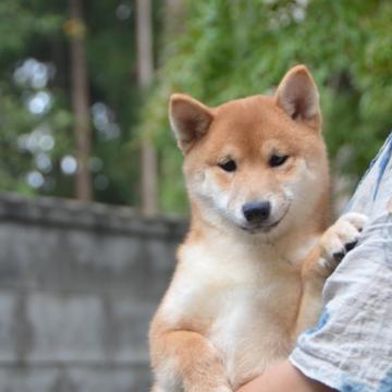 柴犬(豆柴)【茨城県・男の子・2022年5月25日・赤】の写真「色分け綺麗、体バランス良い」