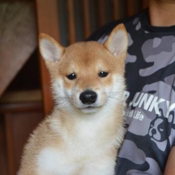 柴犬(豆柴)【茨城県・男の子・2022年5月15日・赤】の写真「🤓綺麗な色、構成は良い」