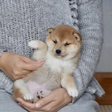 柴犬(豆柴)【茨城県・女の子・2022年10月8日・赤】の写真「🤓優秀な血統持ち、トップレベルな」