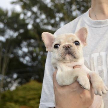 フレンチブルドッグ【茨城県・男の子・2022年8月9日・クリーム】の写真「体が小さ、バランス良い」