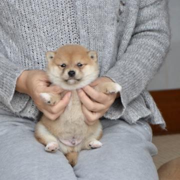 柴犬(豆柴)【茨城県・男の子・2022年10月8日・赤】の写真「🤓狸型顔、毛並み良い、体バランス良い」
