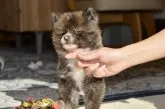 秋田犬【茨城県・男の子・2020年10月11日・虎】の写真1