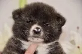 秋田犬【茨城県・男の子・2020年10月11日・虎】の写真1