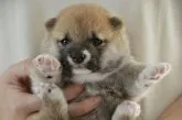 豆柴【茨城県・男の子・2019年12月10日・赤色】の写真1