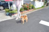柴犬【・男の子・2018年3月26日・赤色】