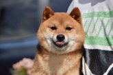 柴犬【・男の子・2018年3月26日・赤色】
