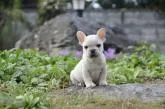 フレンチブルドッグ【茨城県・男の子・2022年8月9日・クリーム】の写真3