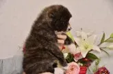 秋田犬【茨城県・男の子・2020年10月11日・虎】の写真3