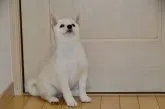 豆柴【茨城県・女の子・2021年11月1日・白色】の写真4