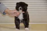 秋田犬【茨城県・男の子・2020年10月11日・虎】の写真4