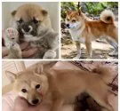 豆柴【茨城県・男の子・2019年12月10日・赤色】の写真5