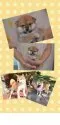豆柴【茨城県・男の子・2021年8月17日・赤】の写真5