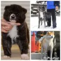 秋田犬【茨城県・男の子・2020年10月11日・虎】の写真5