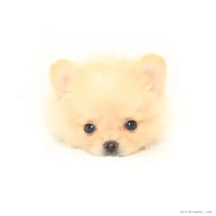 K.A 様のお迎えした子犬