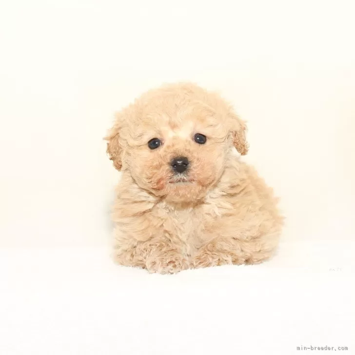 ID：2502-00964の子犬