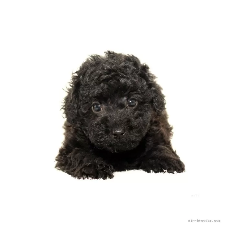 Y.U 様のお迎えした子犬
