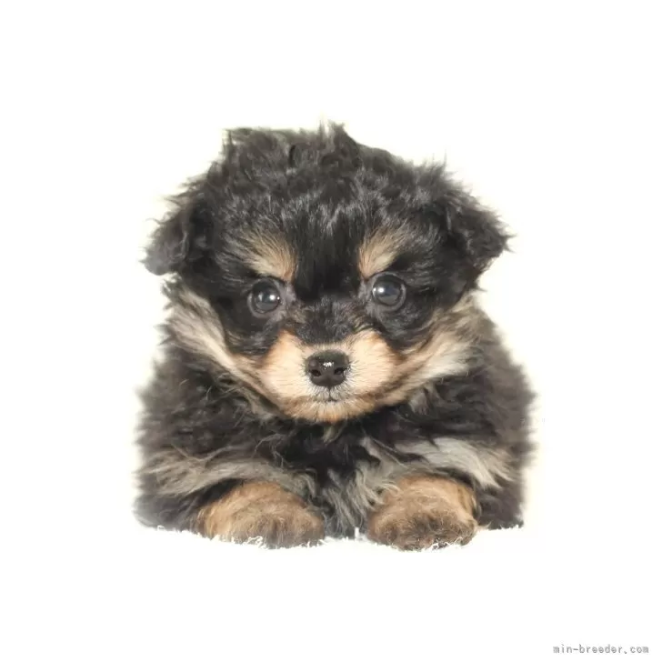 チワプー(トイプードル×チワワ)【熊本県・男の子・2025年10月1日・ブラックタン】の写真1