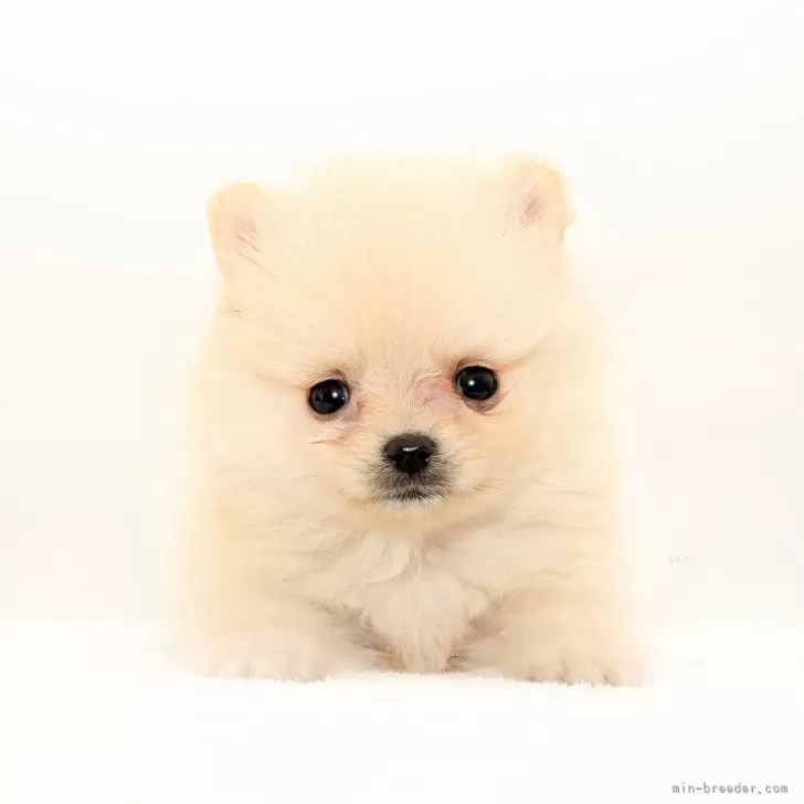 ポメラニアン【熊本県・男の子・2025年9月5日・クリーム】の写真1