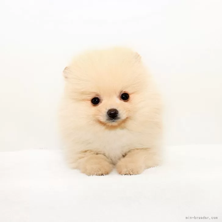 ID:2502-02529の子犬