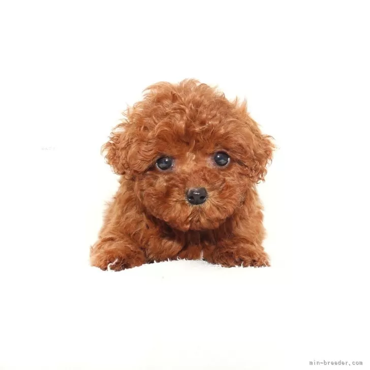 ID：2502-05690の子犬