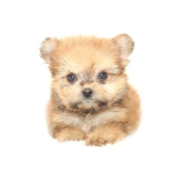 ポメマル(ポメラニアン×マルチーズ)【熊本県・女の子・2025年9月5日・ベージュ】の写真「ポメラニアンXマルチーズ☆彡」