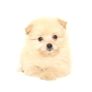 ポメプー(ポメラニアン×トイプードル)【熊本県・男の子・2025年9月10日・クリーム】の写真「可愛い☆彡ポメプー」