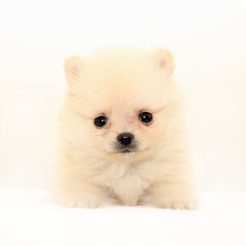 ポメラニアン【熊本県・男の子・2025年9月5日・クリーム】の写真「たぬき顔の可愛い子☆彡小ぶり」