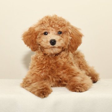 トイプードル(ティーカップ)【熊本県・女の子・2025年5月15日・アプリコット】の写真「可愛い☆彡女の子」