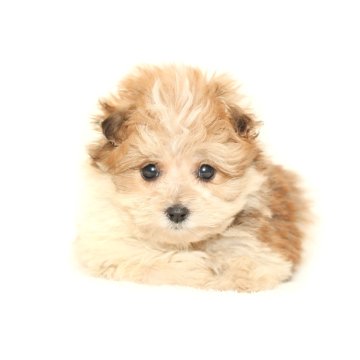 マルプー(マルチーズ×トイプードル)【熊本県・女の子・2025年9月15日・ブラックタン】の写真「可愛い☆彡マルプー」