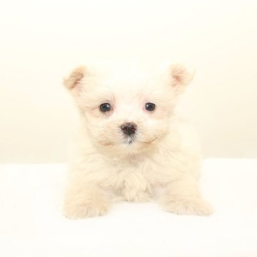 マルプー(トイプードル×マルチーズ)【熊本県・男の子・2025年9月10日・ホワイト】の写真「可愛い☆彡マルプー」