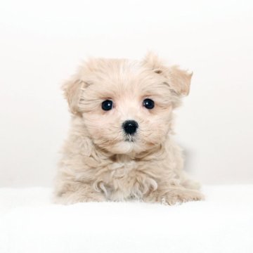 マルプー(トイプードル×マルチーズ)【熊本県・男の子・2025年10月7日・クリーム】の写真「可愛い☆彡マルプー」