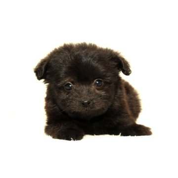 ポメマル(マルチーズ×ポメラニアン)【熊本県・男の子・2025年9月5日・クリーム】の写真「可愛い☆彡ポメチー」