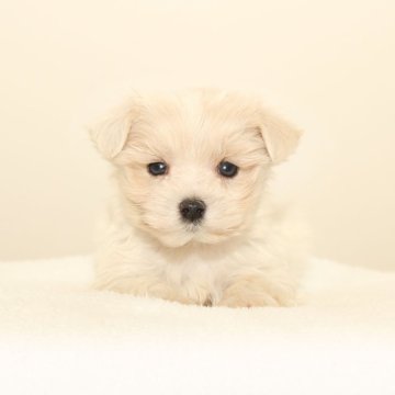 マルプー(トイプードル×マルチーズ)【熊本県・男の子・2025年9月15日・クリーム】の写真「可愛い☆彡マルプー」