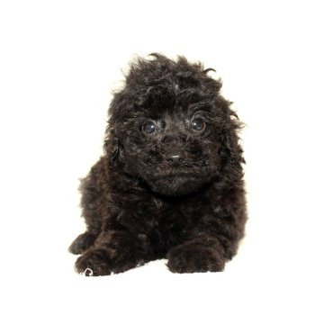 マルプー(マルチーズ×トイプードル)【熊本県・男の子・2025年9月1日・ブラック】の写真「可愛い☆彡マルプー」