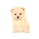ポメプー(ポメラニアン×トイプードル)【熊本県・男の子・2025年9月10日・クリーム】の写真2