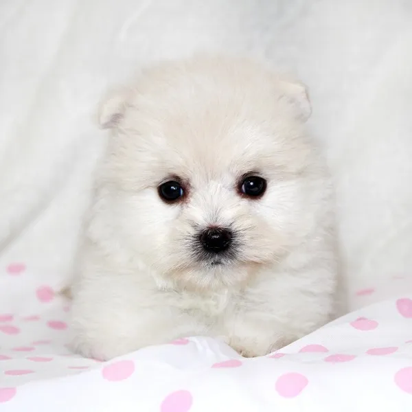 milk mama 様のお迎えした子犬